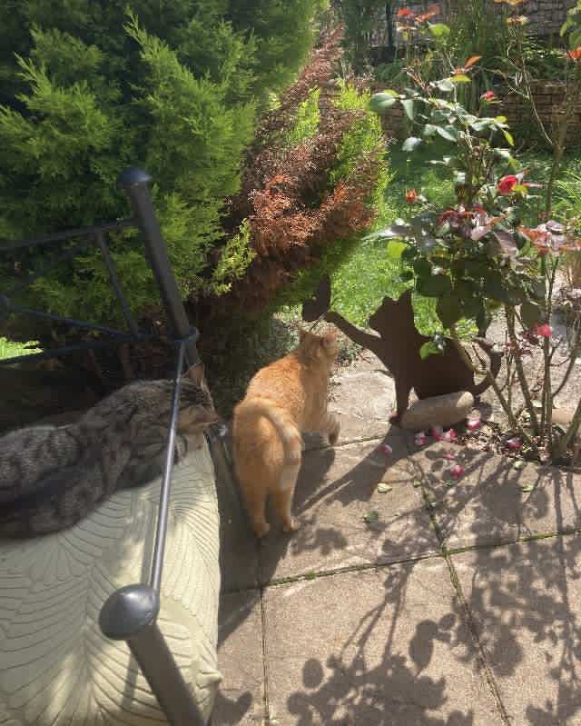 Garde à domicile pour chat à Longevelle-sur-Doubs