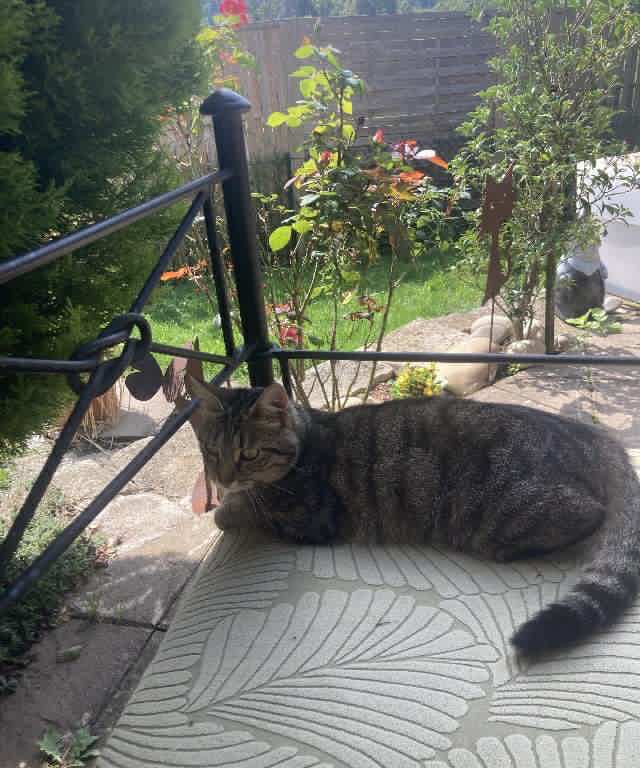 Pension féline à Longevelle-sur-Doubs