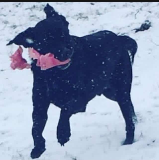 Pet sitting pour chien à Longevelle-sur-Doubs